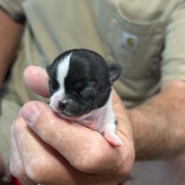 Princess Daisy - Black and white female Chihuahua puppy in Dime Box, Texas from Color Me Crazy Chihuahuas