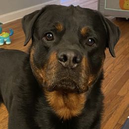 Rottweilers from Tesori Rottweilers