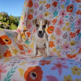 Victor - White and blue fawn male Whippet puppy in Sweet Home, Oregon from Imperialis Kennels