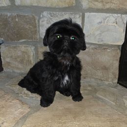 Gizmo - Black male Shih Tzu puppy in Kings Mountain, North Carolina from Britany's Shih Tzus
