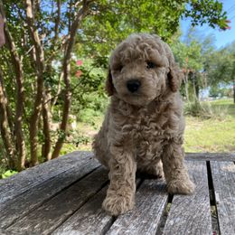 Charlie - Apricot male Goldendoodle puppy in Texas from Doodles Divine