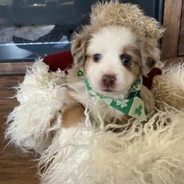 Toy Australian Shepherd Puppies from MN Pomme De Terre Aussies