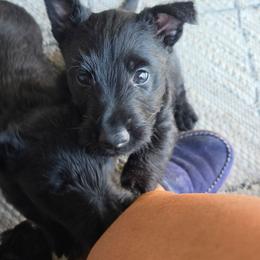Mya - Black male Scottish Terrier puppy in Chester, Maine from Casie puppies