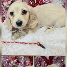 Willow orangeblack collar girl - Cream female Dachshund puppy in Ashford, Alabama from Precious Little Lap Babies