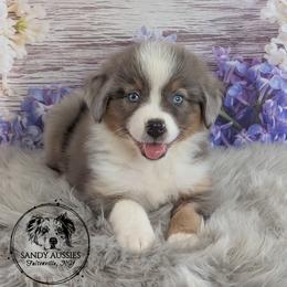 Lyric - Blue merle female Australian Shepherd puppy in Fultonville, New York from Sandy Aussies & Pomeranians