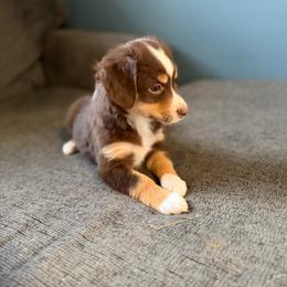Goldie - Red tri female Miniature Australian Shepherd puppy in Ellendale, North Dakota from Ark Acres Kennels
