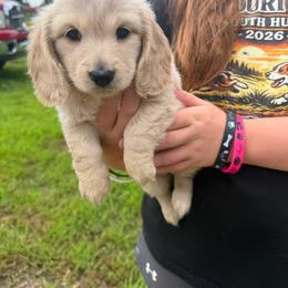 Cookie - Cream female Dachshund puppy in Mansfield, Missouri from Owens Farm