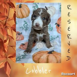 Cobbler - Chocolate merle female Bernedoodle puppy in Godwin, North Carolina from Farm Sweet Farm Doodles