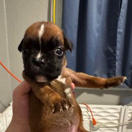 Girl 4 - Ember - Fawn female Boxer puppy in Spokane, Washington from Rose’s Supercharged Boxers