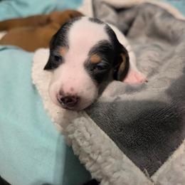 Moo - Piebald male Dachshund puppy in San Antonio, Texas from Little Paws Doxies