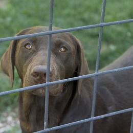 River - Labrador Retriever