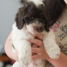 Major - Chocolate male Australian Labradoodle puppy in Dawson, Georgia from Still Pond Australian Labradoodles