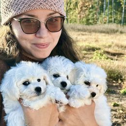 Bichon Frises and German Shepherds from Fox Tribe K9