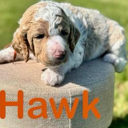 Hawk - Red  male Poodle puppy in Ardmore, Oklahoma from The Poodles of Green Acres