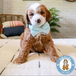Goldendoodle Puppies from BellaDoodles