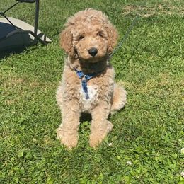 Goldendoodle Puppies from Two Ps in a Pod