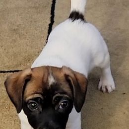 Russell Terrier Puppies from Jumpin' Jack's Terriers