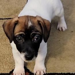 Russell Terrier Puppies from Jumpin' Jack's Terriers