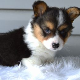 Dragon Fruit - Fluffy Male - Black and tan male American Corgi puppy in Pendleton, Indiana from Wildlings & Wild Things Homestead