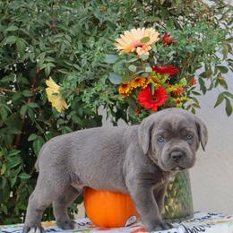 Blue collar male - Gray male Cane Corso puppy in Caliente, California from Rafter Cross 7