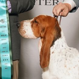 Tandem - Basset Hound
