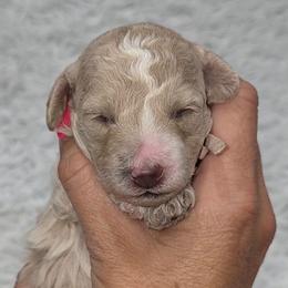 Velma - Apricot female Goldendoodle puppy in Vernon, Texas from Sugarland's Texas Goldendoodles