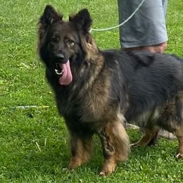 Berlyn - German Shepherd