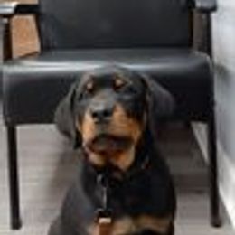 Rottweiler Puppies from Von Schonen Rottweilers