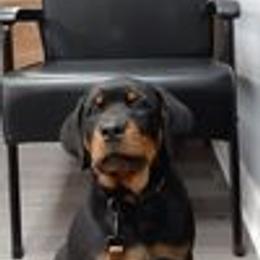 Rottweiler Puppies from Von Schonen Rottweilers