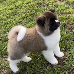 Akita and Shiba Inu Puppies from Day Dream Shiba Inu’s