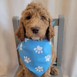 Henry (Dark Blue Collar) - Apricot male Goldendoodle puppy in Lincoln, California from Lincoln Goldendoodles