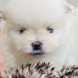 Mateo - White male Pomeranian puppy in Tucson, Arizona from Kristy's Pomeranians
