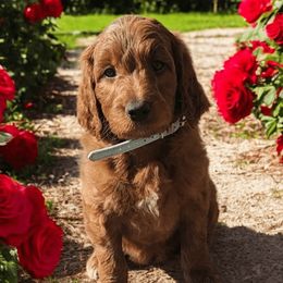 Theo - Teal-Blue Boy 1 - Goldendoodle puppy from Marvelous Mannered K9s of Texas
