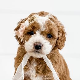 Cavapoos, Goldendoodles, and Poodles from Pawsitively Perfect Pup Co.