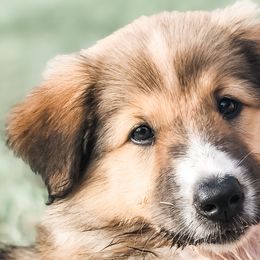 Old Time Scotch Collies from The MapleWood Farms