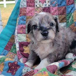Hershey - Blue merle female Aussiedoodle puppy in Missouri from B&M Cottonwood Canines
