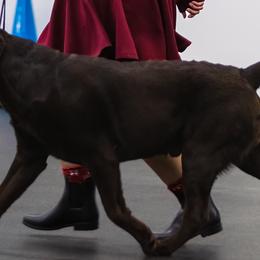 Labrador Retrievers from Little Helper Kennels
