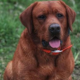 Russell FITB - Labrador Retriever
