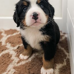 Bernedoodle and Bernese Mountain Dog Puppies from MI Doodles
