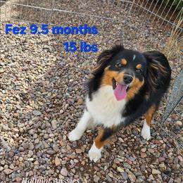 Fez - Black tri male Toy Australian Shepherd puppy in Snowflake, Arizona from Halfpint Aussies