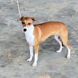 Cherry - Italian Greyhound