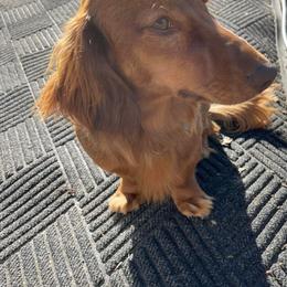 Dachshunds from Boaz Dachshunds