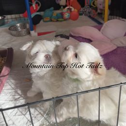 Sly - White male Morkie puppy in Taylorsville, North Carolina from Mountain Top Hot Tailz