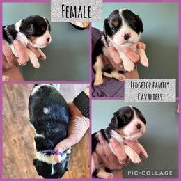 Purple tri - Tri-color female Cavalier King Charles Spaniel puppy in Greenleaf, Wisconsin from Ledgetop Family Cavaliers