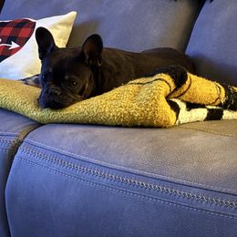 Mercedes - French Bulldog