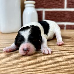 Goldendoodle and Poodle Puppies from SnickerDoodlePups