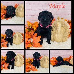Maple - Black female Miniature Schnauzer puppy in Springfield, Tennessee from My Lovable Schnauzers