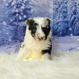Dr Fuzzby - White and blue merle female Border Collie puppy in Avilla, Indiana from Borderline Kennels