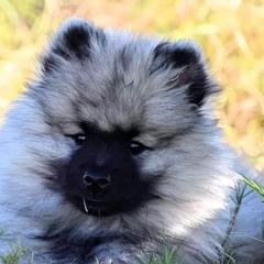 Keeshond Puppies from StarStruck Keeshonden