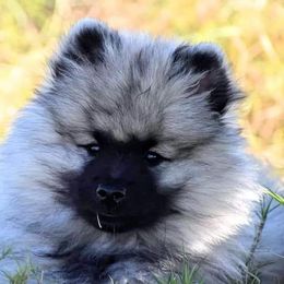 Keeshond Puppies from StarStruck Keeshonden